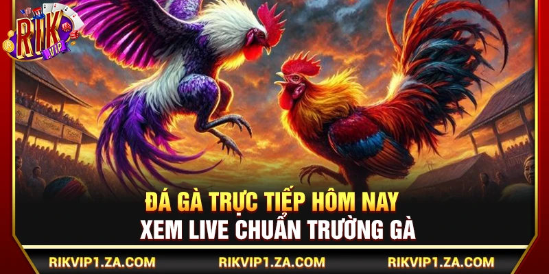 Đá Gà Trực Tiếp Hôm Nay – Xem Live Chuẩn Trường Gà Xanh Chín 1 Đá Gà Trực Tiếp Hôm Nay – Xem Live Chuẩn Trường Gà