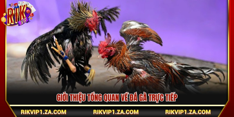 Đá Gà Trực Tiếp Hôm Nay – Xem Live Chuẩn Trường Gà Xanh Chín 2 Sơ lược về xem đá gà trực tiếp
