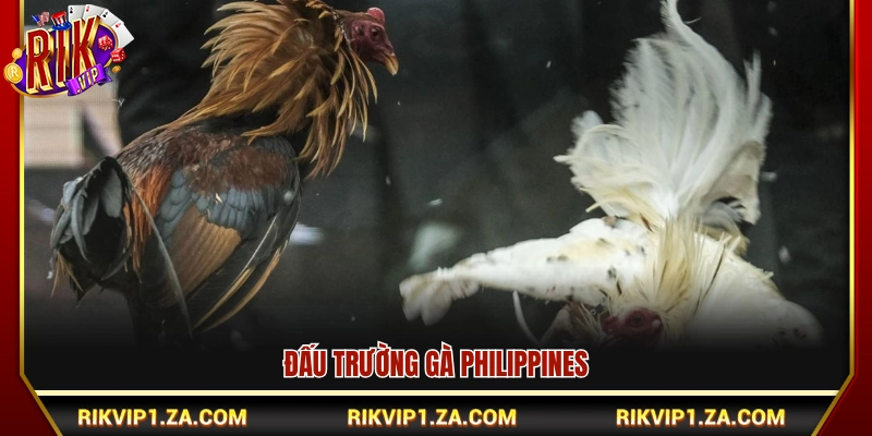 Đá Gà Trực Tiếp Hôm Nay – Xem Live Chuẩn Trường Gà Xanh Chín 3 Sới gà chuyên nghiệp Philippines