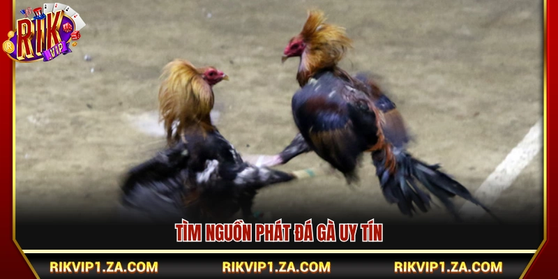 Đá Gà Trực Tiếp Hôm Nay – Xem Live Chuẩn Trường Gà Xanh Chín 4 Chọn kênh xem đá gà trực tiếp chuẩn